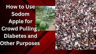 SODOM APPLE: Spiritual and Magical Uses (Wagashi Ahaban) #viral #trending