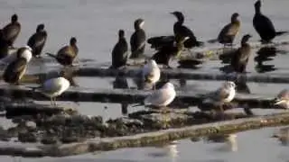 Cormorani mici - Pygmy Cormorants