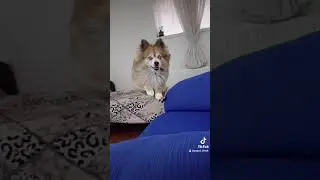 Dog Jumping In Epic Slow Motion #Shorts