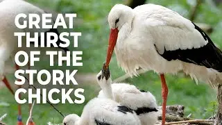 White Stork's Feeding and Watering Rituals for the Chicks