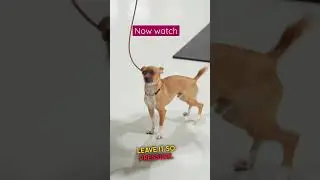 Dogs get KILLED for this 🥺 #shorts
