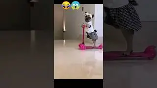 Adorable Funny Pet! Cute Animals Lovers! #funny #pets #petslover #dogsandpuppies