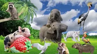 WORLD ANIMAL: puppies and kittens relaxing with their friends : #worldanimal #cow  #parrot