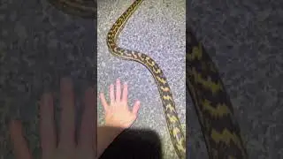 Australia's longest snake! #shorts