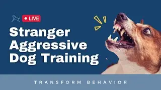 Stranger Aggressive Dog Training