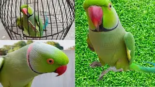 Parrot 🦜 speaking (rupu katore katore ) Parrot Birds Video @ApnaParrot