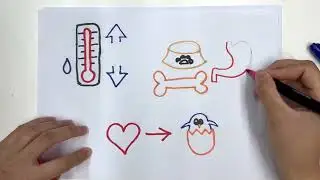 Metabolism In Animals