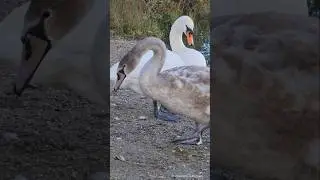 Adult Swan and Young Swan / Erwachsene Schwan und Jungschwan Beg&uuml;tenweiher in Ludwigshafen