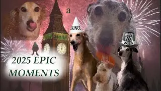 funny dogs look back on first year on youtube: 2025 RECAP!!!!! thank you everyone ￼15 sub special