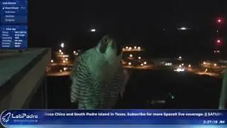 Peregrine Falcon Interrupts Lab Padre SpaceX livestream of Starship SN4 cryo tests at Boca Chica