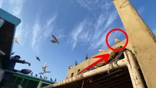 Bari Toli Walo Ka Kabootar Beth Gaya Laraiya Mein😮