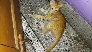 Day_68 kittnes playing and fighting in all over house 🤣🤣🤣🤣#cat #kitten #trending #viral