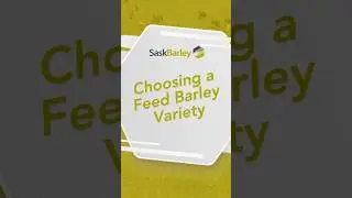 Choosing a Feed Barley Variety | SaskBarley |  #barley #farming #livestock