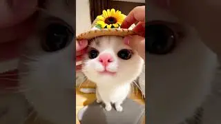 New straw hat 🌼 #cat #cute #pets #cutecat #funny #kitten #kitty #animals #funnycats #catlove