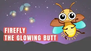 FIREFLY SECRETS: THE GLOWING BUTT THAT SAVES THE NIGHT! | Animal Science Bites