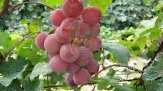 GRAPE VINE planting red globe grape.