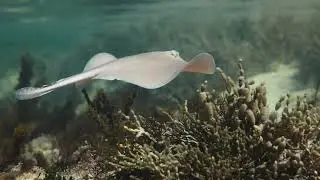 Port Phillip Heads Marine National Park: Managing introduced pests