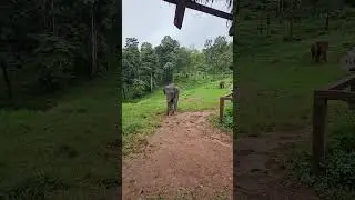 Elephant trumpet command in Thailand
