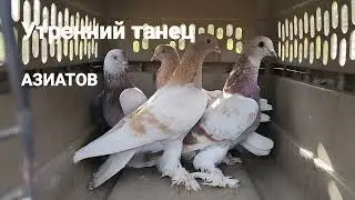 Agaran morning flight (Агараны утренний гон)