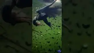 Oregon Spotted Frogs and Egg Masses
