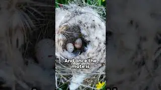 Feathered Love: The Intriguing Mating Habits of Birds #animals #education #shorts #animaltruth329