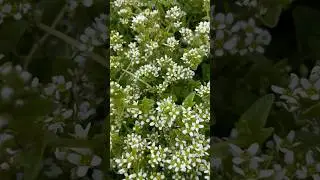 Cochlearia officinalis/Ложечница лекарственная/#shorts