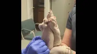 Why are experiments done on rats? 🤔 #shorts