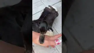 просто пыталась помочь своему ребенку, и это можно примерно перевести как &laquo;покопаться и выяснить&raquo;