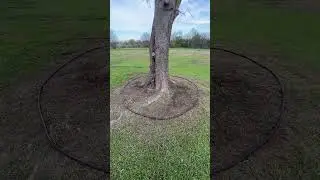 How to make a tree ring EASY!#lawncare #howto #landscape #lawncarebusiness #lawncaremaintenance