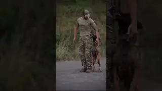 Belgian malinois top most skills Military dog #short ..Having a Aggressive dogs in military