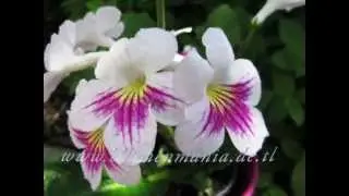So viele Jungpflanzen von einem Blatt-Streptocarpus, Vermehrung durch Blatt Steckling