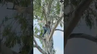Team of Wildlife Protection Department rescued a wild eagle entangled and trapped in kite strings..