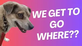 THEY'RE SO EXCITED! - Dogs going to Nannys