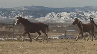 Outdoor Colorado: Larimer County rescue caring for wild horses