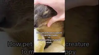 Petting Awawa #awawa #hyraxes #hyrax #screaming #dassie#screaming #capehyrax #awawacore #rockhyrax