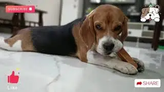 Stop dog destroying your things | Chewing stick for dog jaw exercise and keeps your dog busy