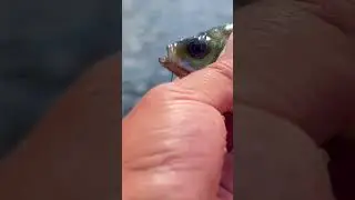 Little fish literally smash a dragon fly #agressive