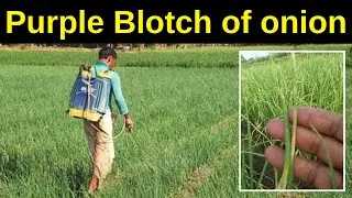 Major disease in onion (Purple Blotch) | purple blotch of onion | Diseases of Onion | Krishi Network