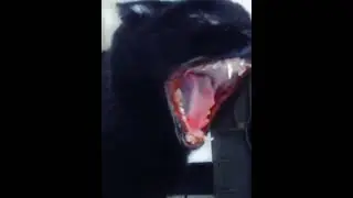 Hardest Sylvester kitty cat edit #shorts #viral