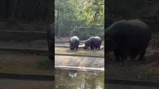 Hippo 🦛 animal Enjoying summer-in India zoo #hippo #hippopotamus #zoo #summervibes #youtubeshorts