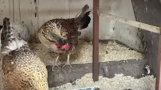 DIY Chicken Coop🤗RELOCATION ❤️