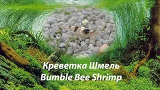 Креветка Шмель / Bumble Bee Shrimp #КреветкаШмель#BumbleBeeShrimp