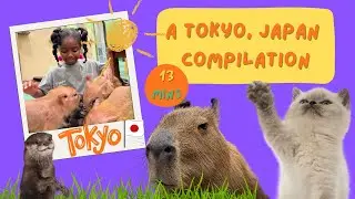 Animal Journey in Japan COMPILATION| Poppy's Zoo