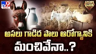 Story Gate : అసలు గాడిద పాలు ఆరోగ్యానికి మంచివేనా..? | Donkey Milk | TV9