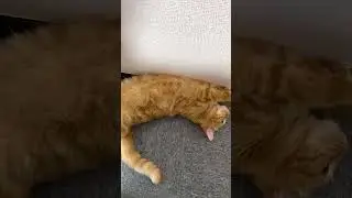 Cat lounging around while hitting her head on the floor🐈 #cat #shorts