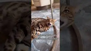 Now wait just a meow-ment...