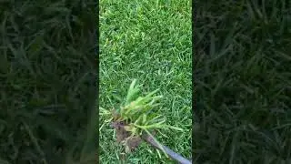 How to identify Poa Annua and what Tenacity does to stop it.