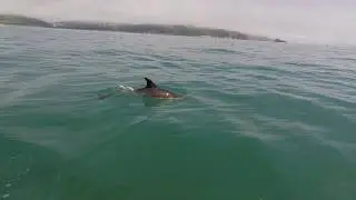 Dolphins And Jet-skis  Brixham UK