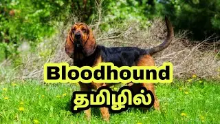 Bloodhound dog breed tamil || pets tamizhan|| subscribe  #bloodhounddog. #petstamizhan