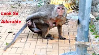 Wow Look Very Funny and Also Pity, Poor Mother Monkeys Get Extremely and Look Hard for Foods